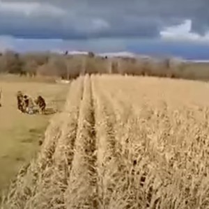 Migrants-corn field Poland