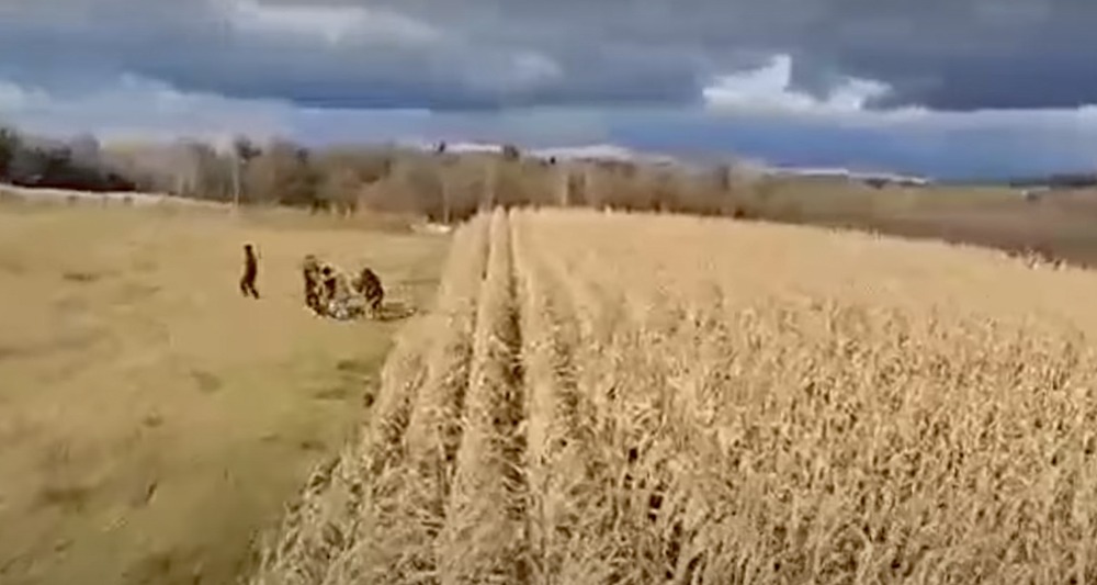 Migrants-corn field Poland