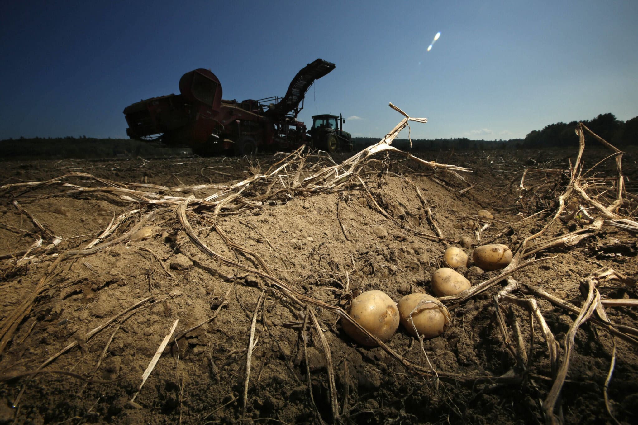 potatoes, agriculture, harvest