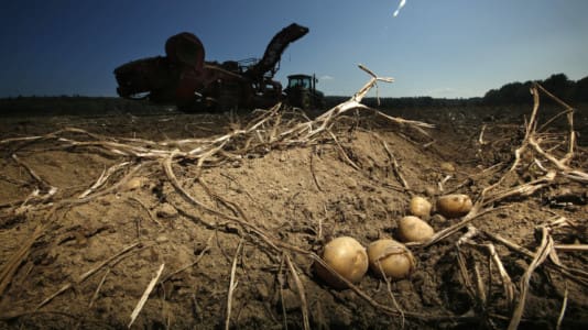 potatoes, agriculture, harvest