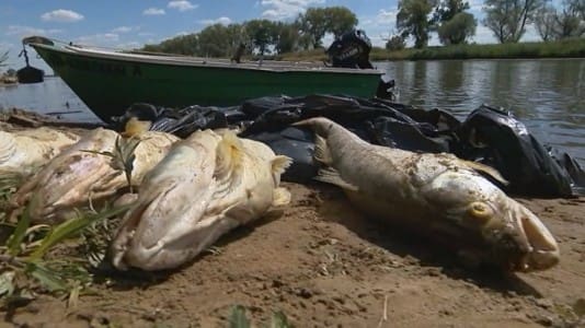 Odra River ecological disaster
