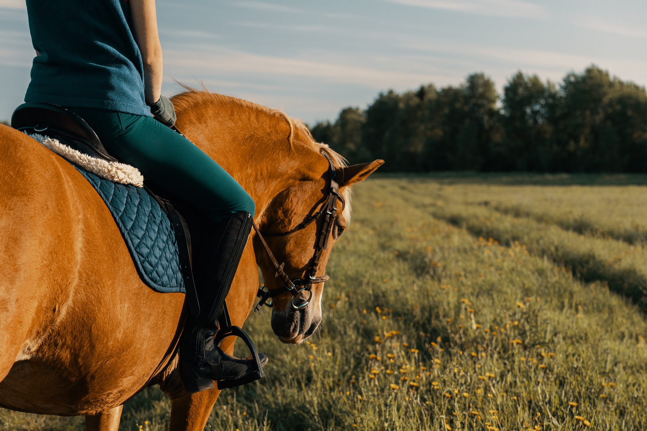 ‘I wanted to rape her’ – Romanian man dragged German woman off her horse and tried to rape her as she fought back with horse whip